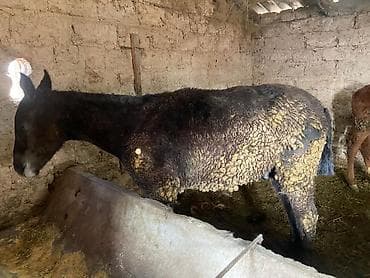 английская лошадь: Продаю | Жеребенок | Для разведения | Племенные — 6