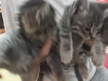 котяты: Котята серо-тигрового окрасание: шерстью дымчато‑серых оттенков и — 2