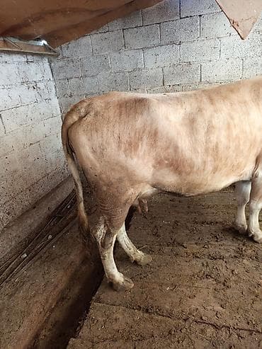 хайлайн соня: Продаю | Корова (самка) | Для разведения | Привязанные — 7