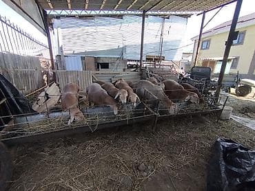 зарезать барана: Продаю | Баран (самец) | Эдильбаевская | Для разведения | Ярка — 3