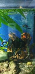 Грызуны: Продаю аквариум объемом 240 литров. Размеры 120х50х40 (ДхВхШ) — 5