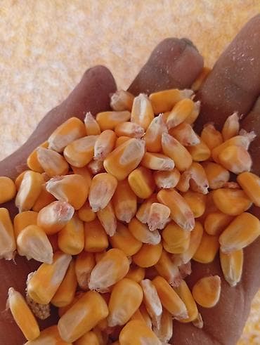 Продается кукуруза 🌽 сорт "пионер" 7-8 тонн