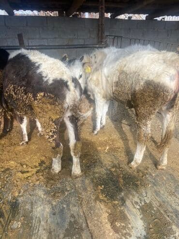 корова дойный: Сатам | Кунаажын | Аргын | Бордоп семиртүү үчүн | Байланган — 5