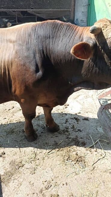 куплю корова: Сатам | Бука (эркек) | Швиц — 1
