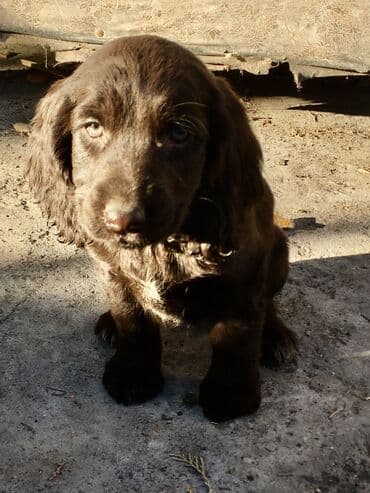 акустические системы спартак колонка в виде собак: Спаниель, 2 месяца, Самец — 9