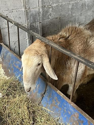 страус цена: Продаю | Овца (самка) | Для разведения — 1