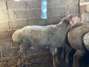 щенки охотничьих собак: Сатам | Кочкор (эркек) | Көбөйтүү үчүн | Ургаачы — 7