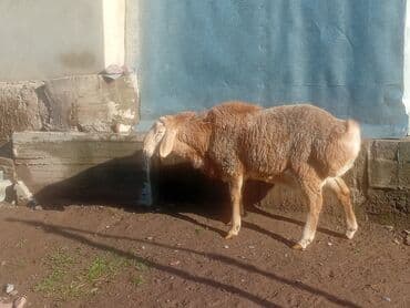 продам собаку объявление sobaka: Продаю | Баран (самец) — 6