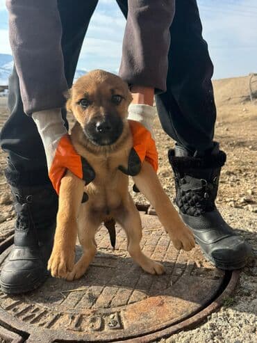 акустические системы ugreen колонка в виде собак: Кучуктор сатылат Кыргыз доботтун кучуктору сатылат Ысс-Кол областы — 6