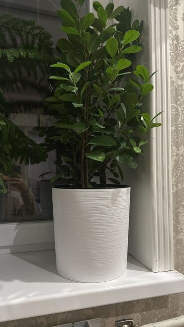 Другие комнатные растения