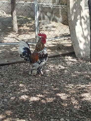 тайган собака цена бишкек: Карлик короздор сатылат активный алмашу жолдору бар адрес Бишкек Заря — 8