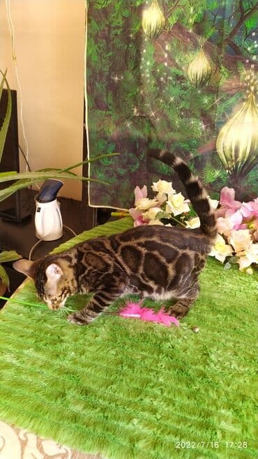 бенгальский леопардовый кот: Профессиональный Питомник Бенгалов . Бен Гла Мур предлагает Очень — 8