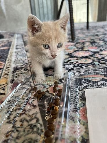коша: Котёнок кремово-белого окраса .Бесплатно,отправлю через такси . - — 1