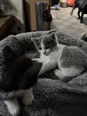 Кошки: 1 мальчик 1 девочка — 3