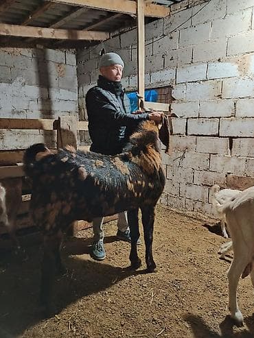 Продаю | Козёл (самец) | Для разведения | Племенные