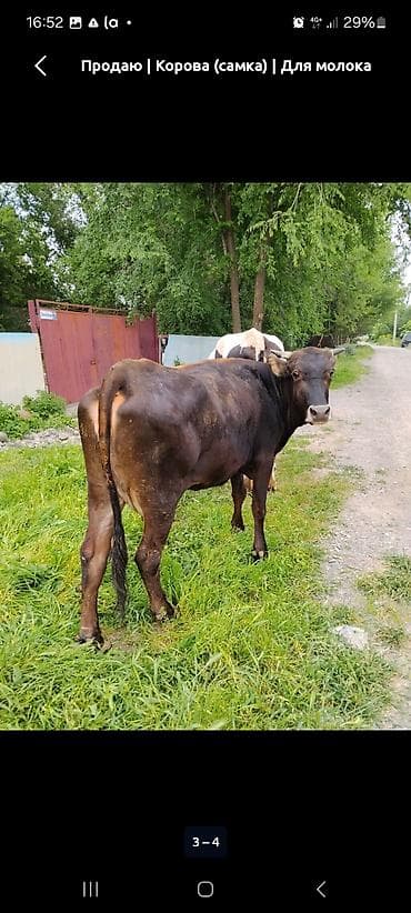 каровы садовое: Продаю | Корова (самка) | Для молока — 1