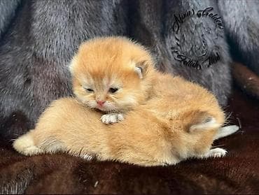 каракол кошка: Скотиш Фолд (Шотландиялык шалпаң кулак), 1 айлык, Эркек, Алтын шиншилла, Лотокко барууга үйрөтүлгөн — 2