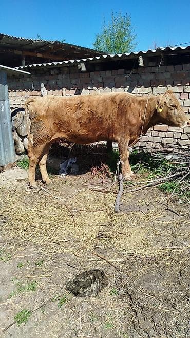 кой ечкилер: Продаю | Корова (самка) | Для молока | Привязанные — 4