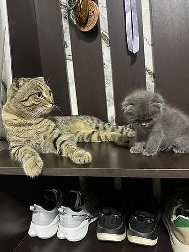вет: Шотландский вислоухий котёнок, окрас сплошной голубой. - Порода — 3