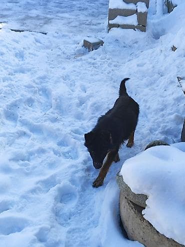 fermer kg: Продаю немецкую овчарку 4 месяца с прививкой на фото родители — 7