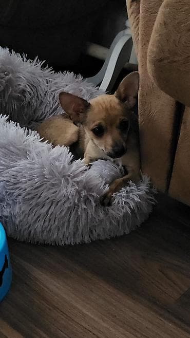 Собаки: Миниатюрные щенки-компаньоны (порода мелкого формата) — 4