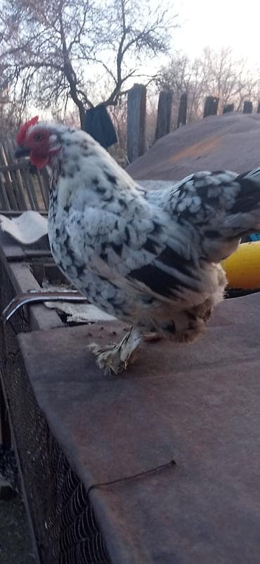 иттер ош: Сатам | Короздор | Көбөйтүү үчүн — 8