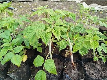 черешня купить: Малина элита сорт! Полонез! чачырабайт цвет: яркорозовый вкус  — 10