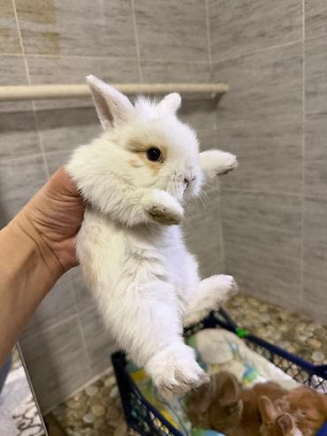 Кролик с окрасом, сочетающим белый и светло-коричневый цвета. Обладает