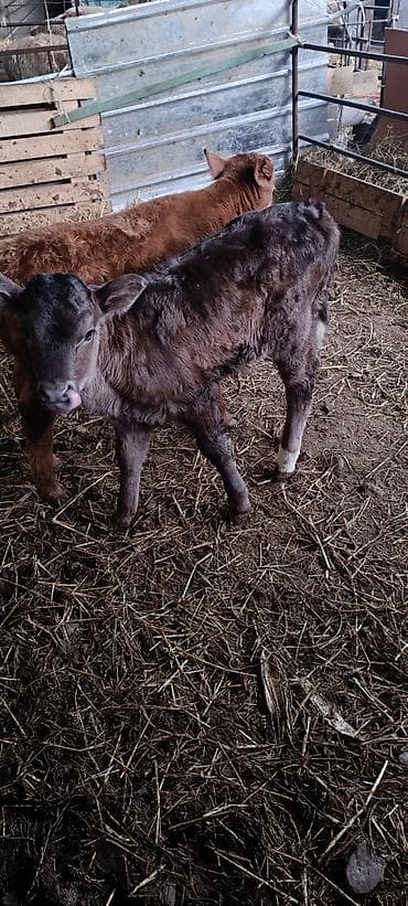 продаю кролики: Продаю | Тёлка | На откорм | Искусственник — 2