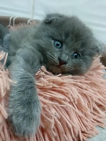 Скотиш Фолд (Шотландская вислоухая), 2 месяца, Мальчик, Серый, Приучена к лотку