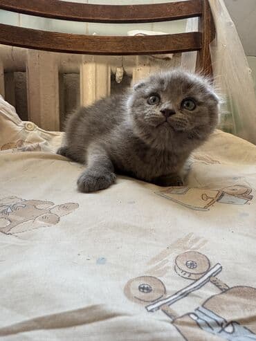 домик для кошки купить: Осталось два мальчика! Котята скоттиш-фолд. родились 2 октября. к — 6