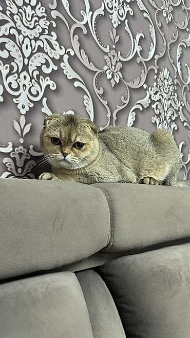 Кошки: Вязка: Скотиш Фолд (Шотландская вислоухая), Мальчик, 1 год, С документами, Золотая шиншилла — 5