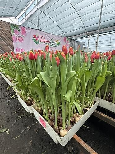 оптовые вещи: Тюльпаны оптом и врозницу больше 10ти видом разных расцветок длиной — 1