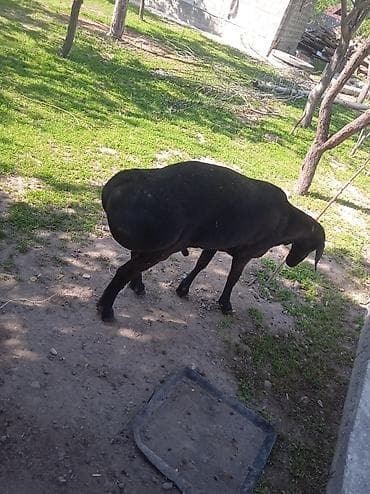 Продаю | Баран (самец) | Для разведения | Осеменитель