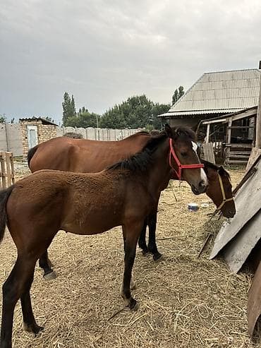 Продаю | Кобыла (самка) | Для разведения — 1