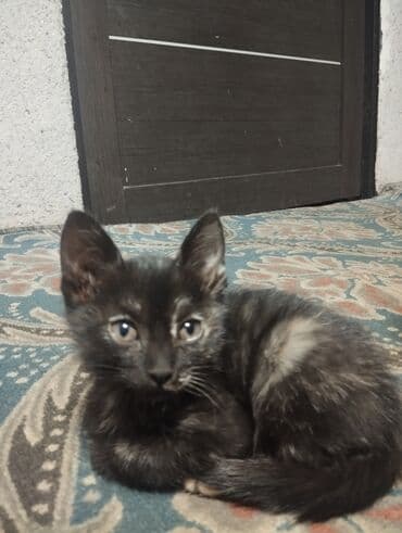 продажа домашних животных: Котята домашних окрасов - Возраст: примерно 1,5–3 месяца (на фото — 7