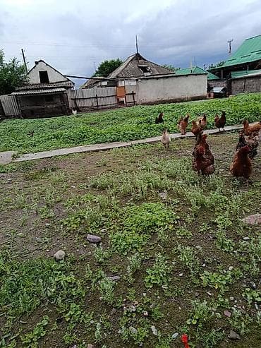 Дома: Срочно продается дом! г. Кара-Балта Верхний и тихий район по ул — 4