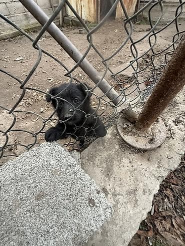 Кошки: 1 месяц, Самка — 2