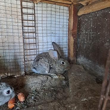 кролики великан: Продаю | Крольчата | Серый великан | Для разведения — 7