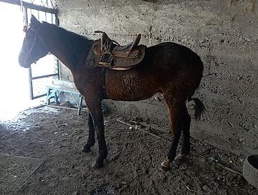 кон: Продаю | Жеребец | Полукровка | Конный спорт | Племенные — 2