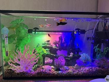 Башка жаныбарлар: СРОЧНО ПРОДАЮ аквариум 20литров с декором и с рыбками 7 штук входит — 4