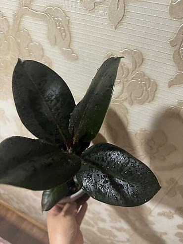 дерево фикус: Фикус керли, али, беджамин ЦУМ — 8
