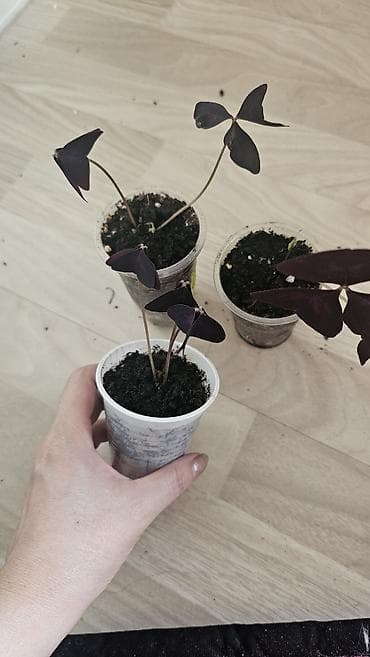 три лимона: Кислица
Оксалис 
oxalis 
🦋 
бабочка — 3