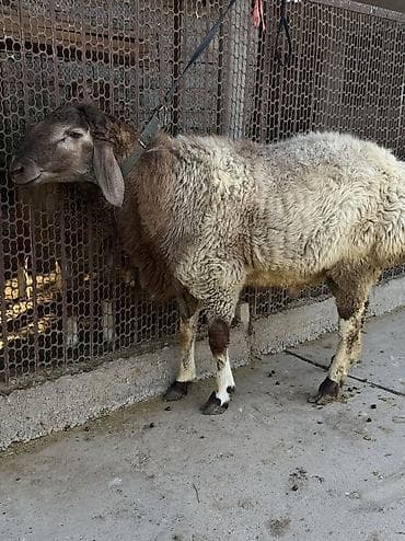 кочкор овца: Продаю | Баран (самец) — 7