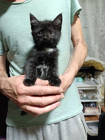 отдам даром породистых котят: Котята. Ищем добрые ответственные ручки. Котятам скоро 2 месяца — 2