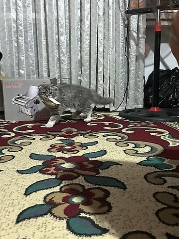 животные котята: Шотландский вислоухий котёнок. Малыш с мягкой пушистой шерстью — 4