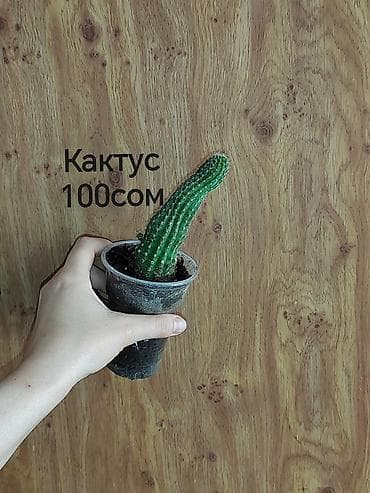 малочай миля: Шеффлера вариегатная (Schefflera arboricola variegata) в горшке. - — 7