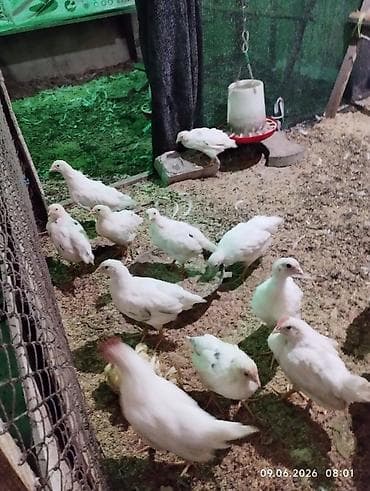 продаю птиц: Продаю цыплят Леггорн и Хайланд Соня курочки. вывелись 1 — 4