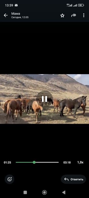 где можно купить телят симментальской породы: Продаю | Кобыла (самка), Конь (самец), Жеребец | На забой, Для разведения, Рабочий | Племенные, Осеменитель — 2