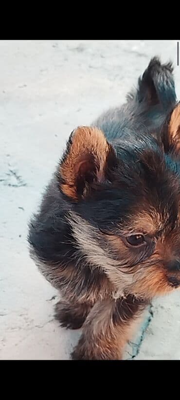 объявления о найденных собаках: Щенки йоркширского терьера рождены 07.10.25 2 мальчика - — 1